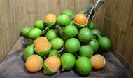 Montgomery Mamoncillo, Air Layered Tree, Spanish Lime, Container from Florida