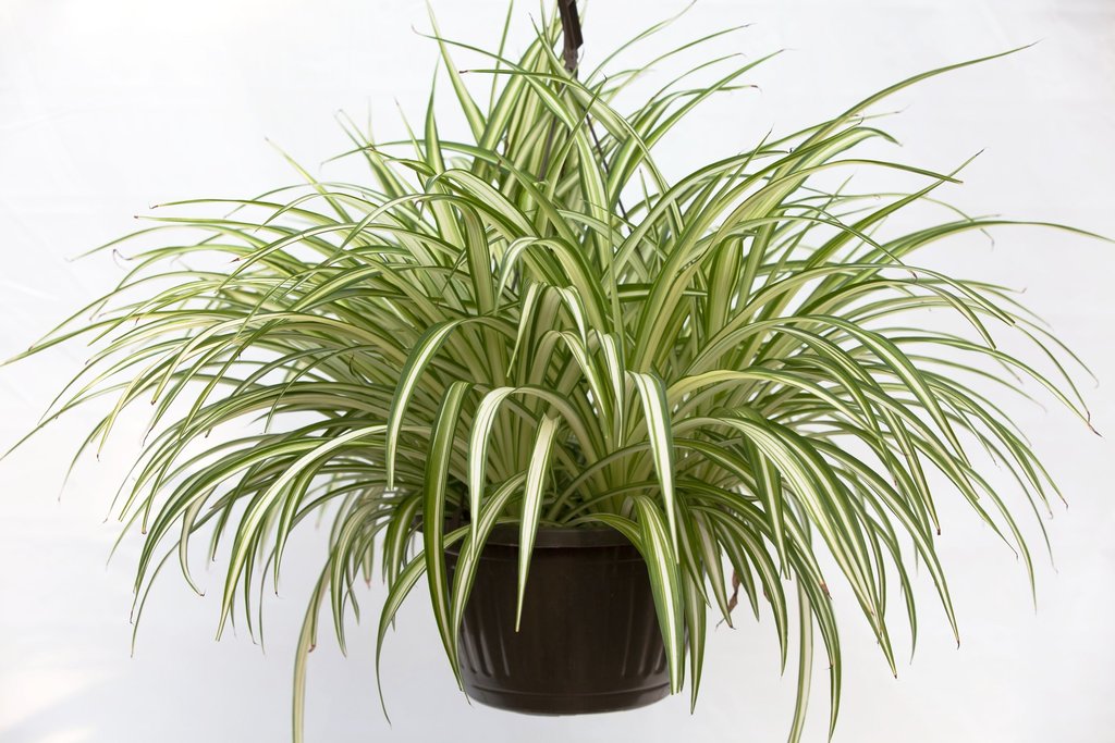 Spider Plant Variegated, chlorophytum