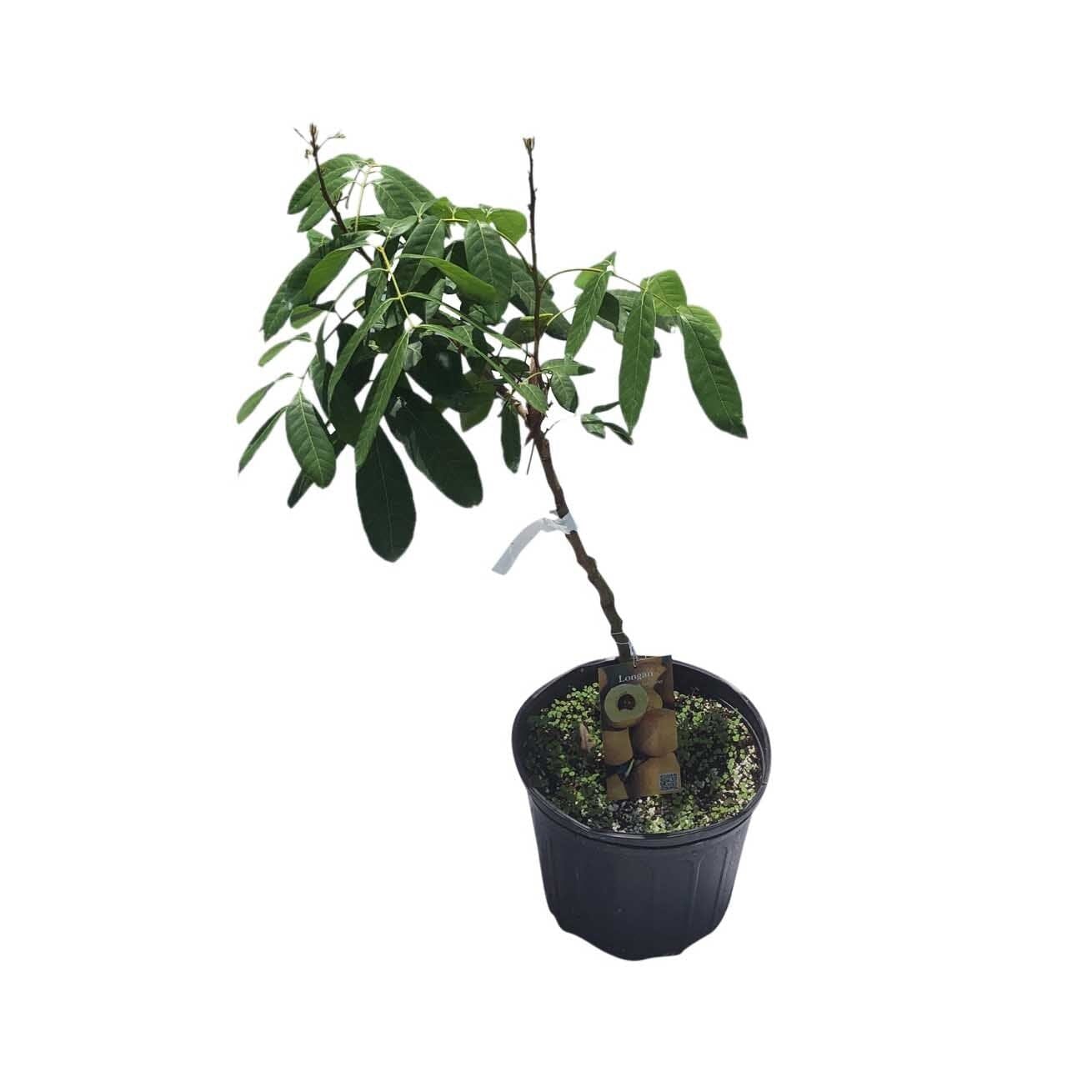 Sri Chompoo Longan Tree, Air Layered Fruit Trees 100-Carlos Tropical Fruits 