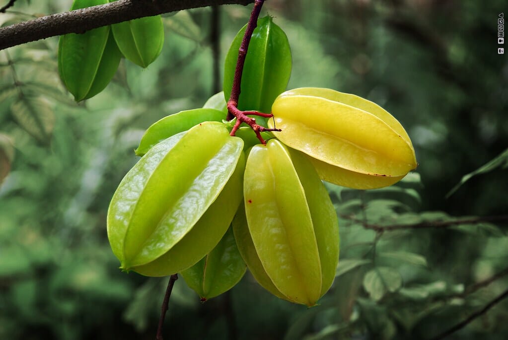 Arkin Star fruit Carambola Fruit Tree, Grafted, For Sale
