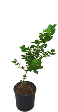 Load image into Gallery viewer, Surinam Cherry Tree [Pitangatuba] 2-3 feet tall, Container from Florida
