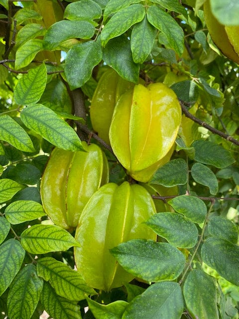 Golden-Star Star Fruit Carambola Fruit Tree, Grafted 100-Carlos Tropical Fruits 