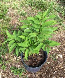 Sugar Apple, Green Fruit, Annona Squamosa Tree, 3-gal Container from Florida Fruit Trees Everglades Farm 