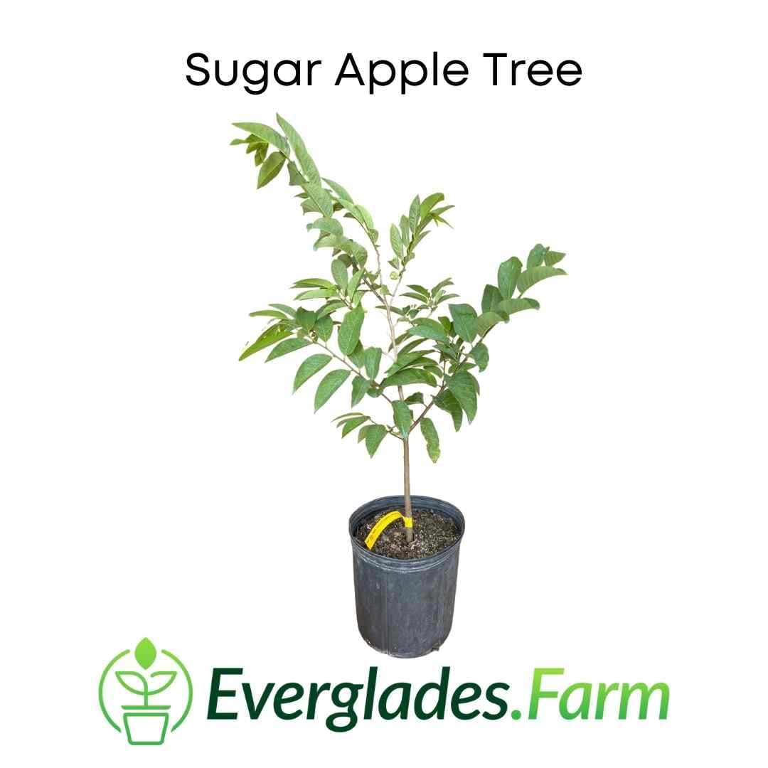 Red Sugar Apple, Sweetsop, Annona Tree Fruit Trees 100-Carlos Tropical Fruits 