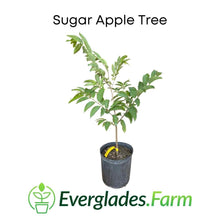 Load image into Gallery viewer, Red Sugar Apple Tree Everglades Farm
