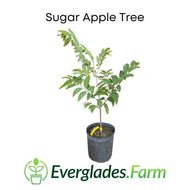 Red Sugar Apple Tree Everglades Farm
