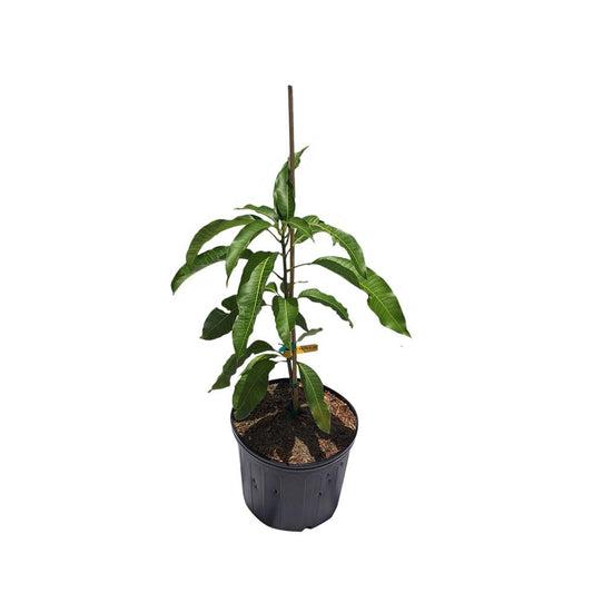 Sweet Tart Mango Tree, Grafted, 3 Gal Container from Florida