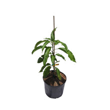 Sweet Tart Mango Tree, Grafted Fruit Trees 102-Zill High Performance Plants 