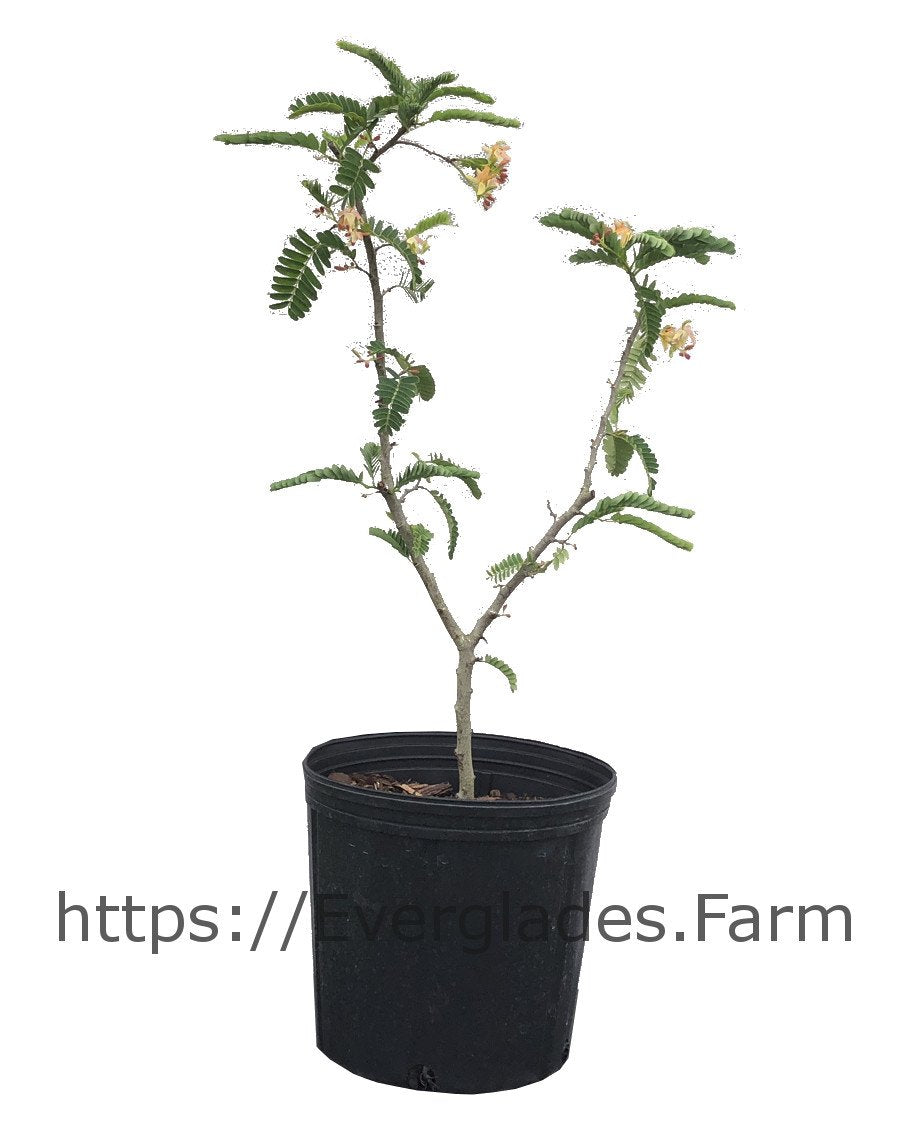 Tamarind Tree, Sweet, 2 Feet Tall, 3-Gal Container from Florida