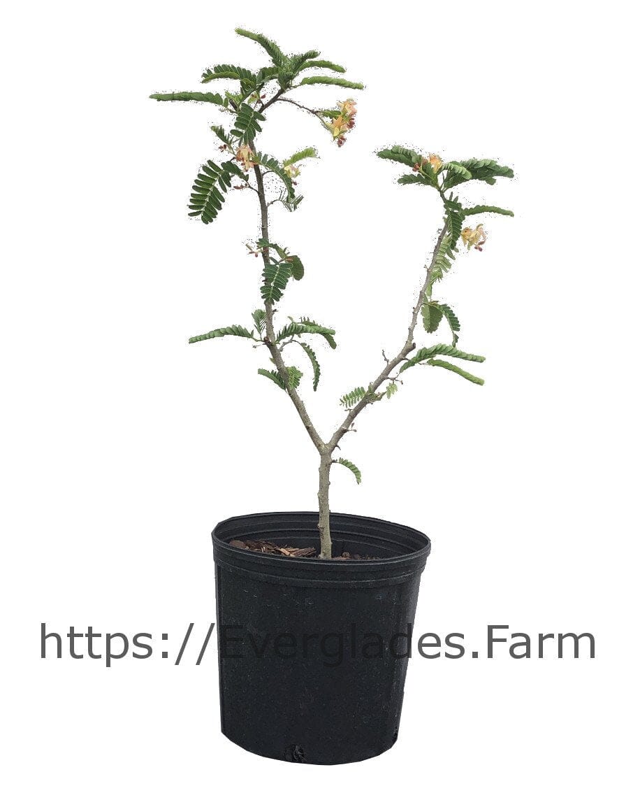 Tamarind Tree, Sour Fruit Trees 102-Zill High Performance Plants 