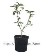 Tamarind Tree, Sour Fruit Trees 102-Zill High Performance Plants 