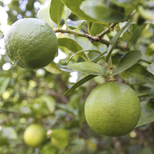 Thornless Key Lime / Mexican Lime Tree 113-Brite Leaf Citrus Nursery