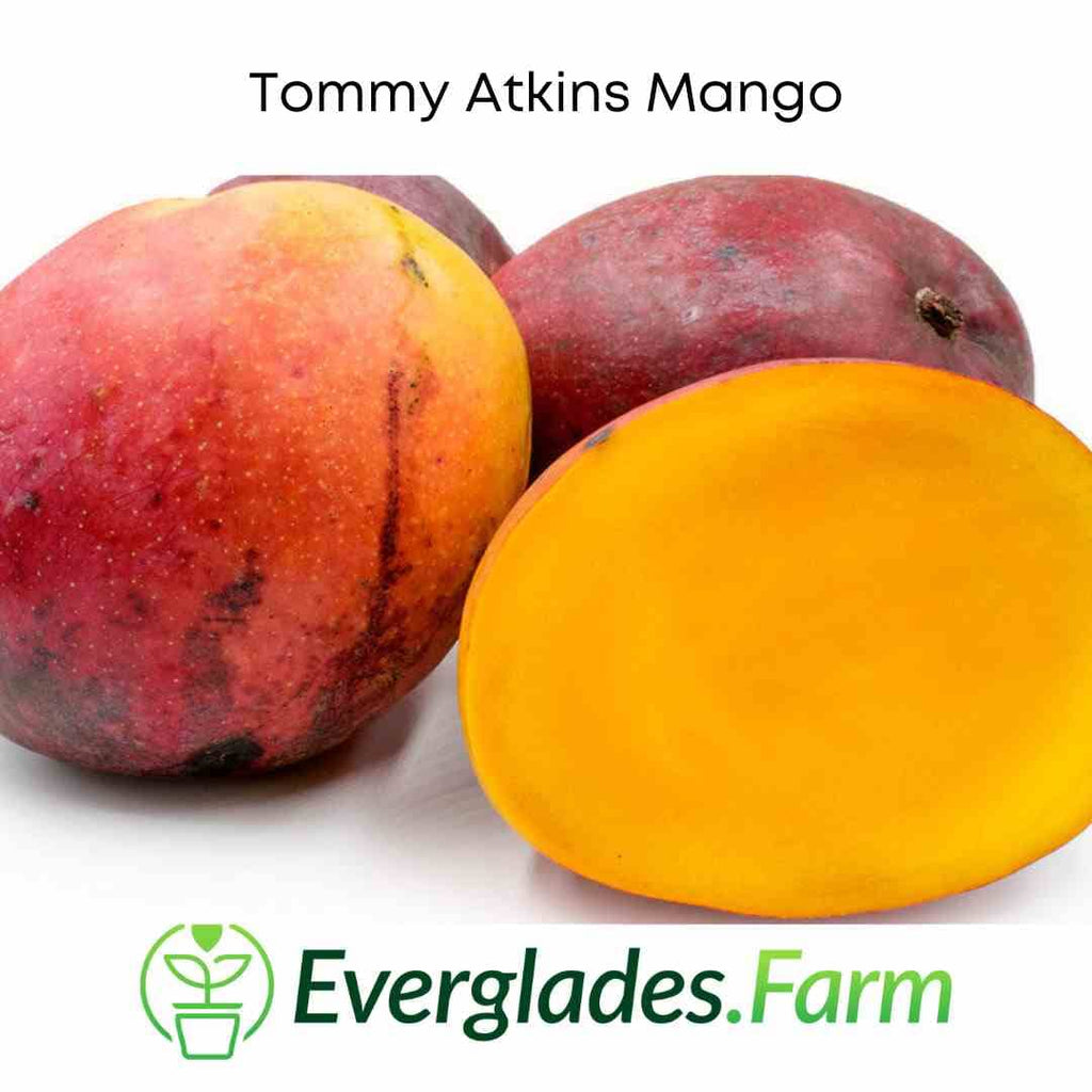 Tommy Atkins Mango Tree Grafted Fruit Trees 100-Carlos Tropical Fruits