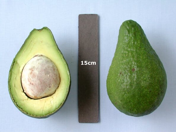 Tonnage Avocado Tree, Grafted Fruit Trees 110-Guacalina Nursery & Broker 