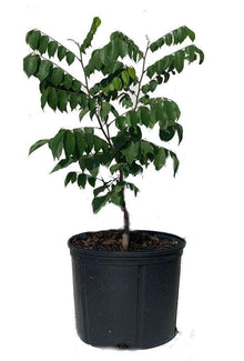 Sri Kembangan Star Fruit Carambola Fruit Tree, Grafted 100-Carlos Tropical Fruits 