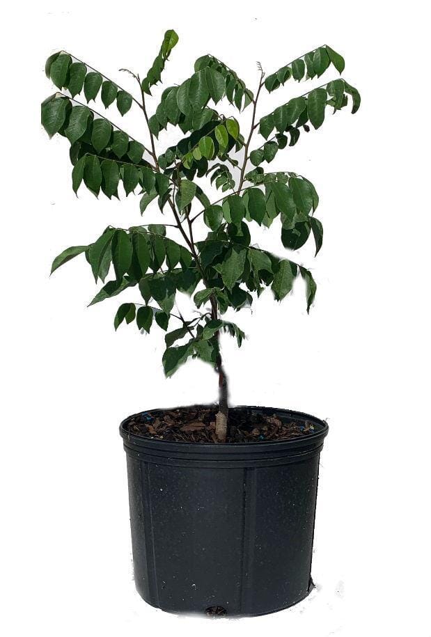 Fwang Tung Star Fruit Carambola Fruit, Grafted 100-Carlos Tropical Fruits 