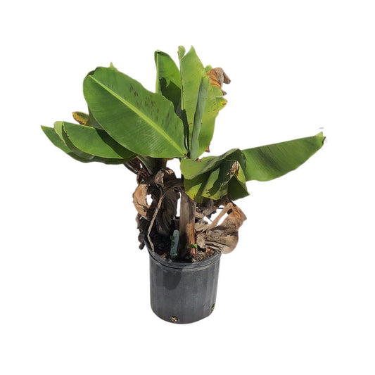 Truly Tiny Banana Dwarf Tree for Sale, 3 Gal Container from Florida