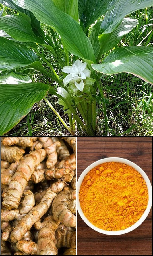 Turmeric, Plant, 3 Gal Container from Florida