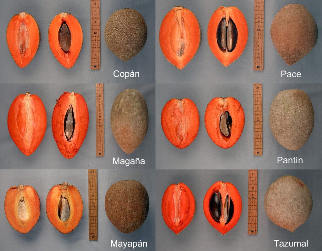 Akil Mamey Sapote Tree, Grafted 112-Lara Farm 