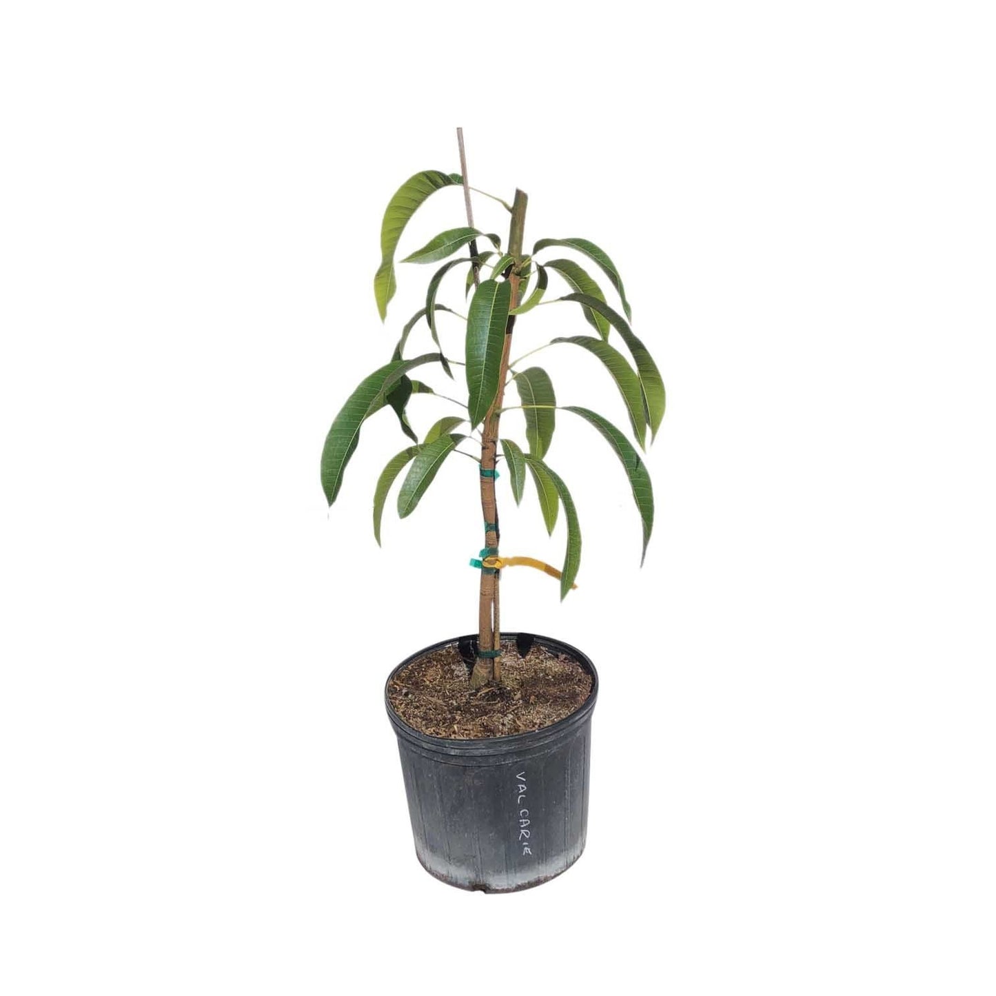 Val Carrie Mango Tree, Grafted, 3 Gal Container from Florida