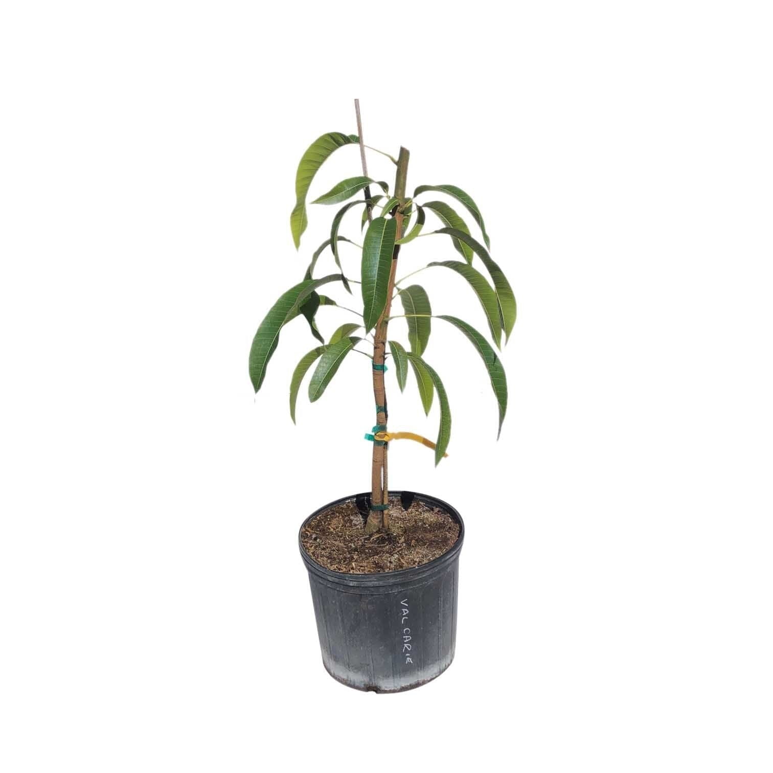 All Summer or Marlys Mango Tree, Grafted 110-Guacalina Nursery & Broker 