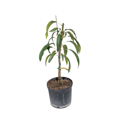 All Summer or Marlys Mango Tree, Grafted 110-Guacalina Nursery & Broker 