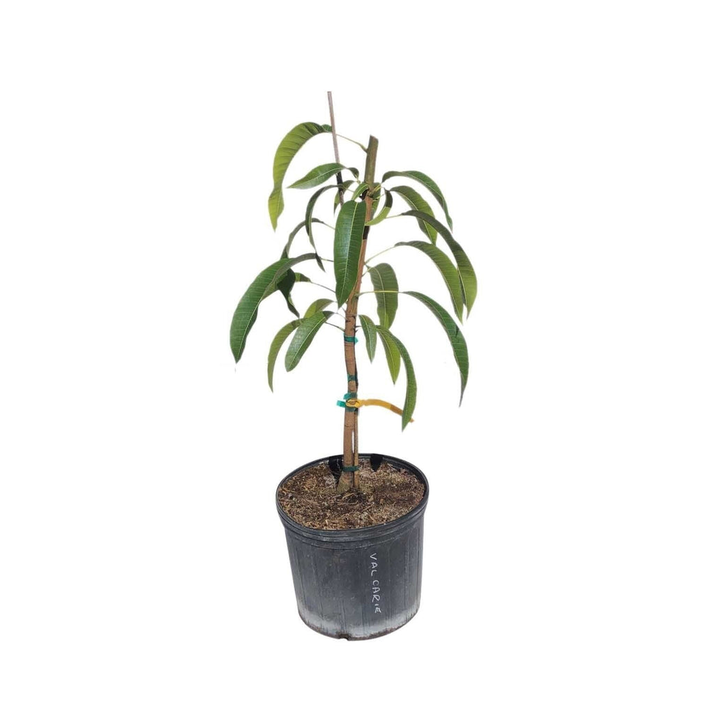 Golden Nugget Mango Tree, Grafted 110-Guacalina Nursery & Broker 