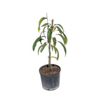 Golden Nugget Mango Tree, Grafted 110-Guacalina Nursery & Broker 