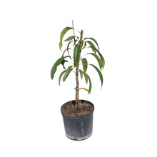 Load image into Gallery viewer, Val Carrie Mango Tree, Grafted, 3 Gal Container from Florida
