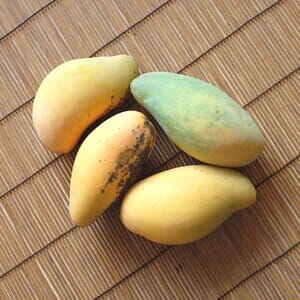 Val Carrie Mango Tree, Grafted 100-Carlos Tropical Fruits 