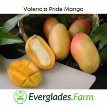 Load image into Gallery viewer, Valencia Pride Mango Tree Grafted for Sale from Florida
