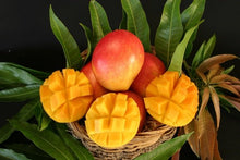 Load image into Gallery viewer, Van Dyke Mango Tree, Grafted, for sale from Florida

