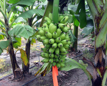 Load image into Gallery viewer, Veinte Cohol Dwarf Banana Plant 3 feet tall, For Sale from Florida
