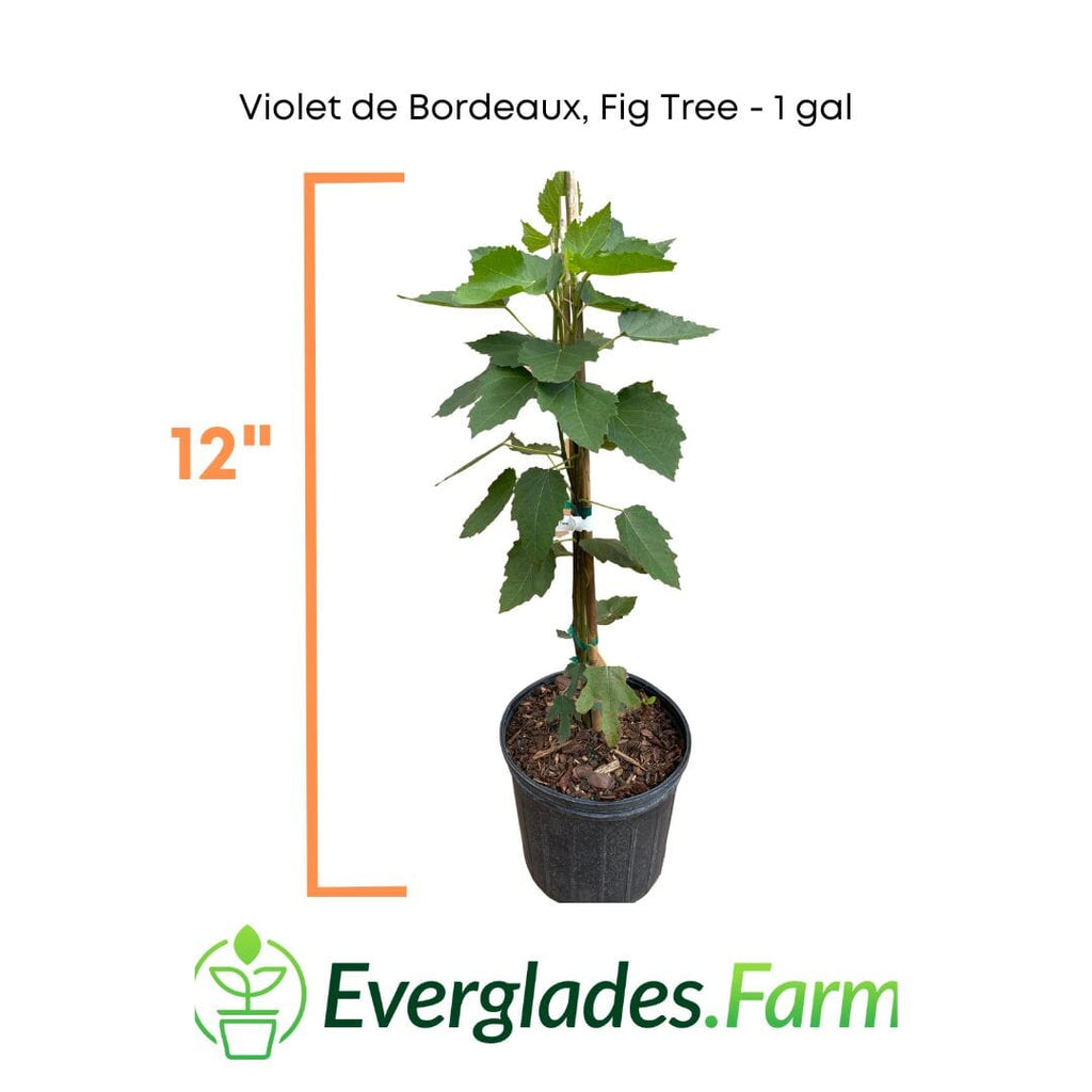Violet de Bordeaux Dwarf, Fig Tree Fruit Trees 103-Pine Island Nursery 12-18 inches & 1-gal 