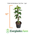 Violet de Bordeaux Dwarf, Fig Tree Fruit Trees 103-Pine Island Nursery 12-18 inches & 1-gal 