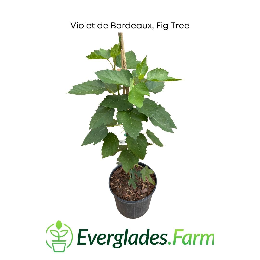 Violet de Bordeaux Dwarf, Fig Tree Fruit Trees 103-Pine Island Nursery 2-3 feet & 3-gal 