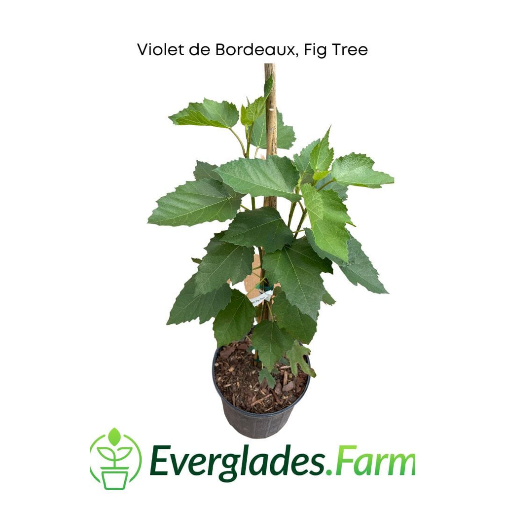 Violet de Bordeaux Dwarf, Fig Tree Fruit Trees 103-Pine Island Nursery 