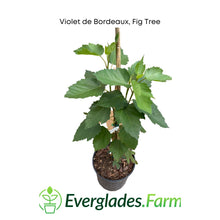 Load image into Gallery viewer, Violet de Bordeaux Dwarf, Fig Tree, for Sale from Florida
