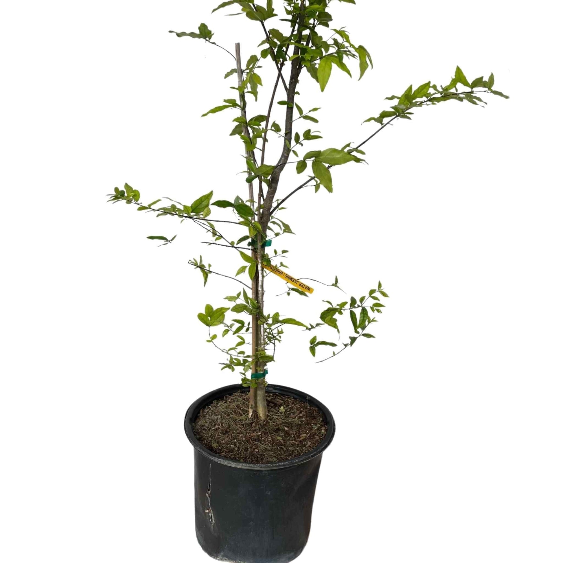 Water Jasmine Plant, White Flower Fruit Trees 102-Zill High Performance Plants 