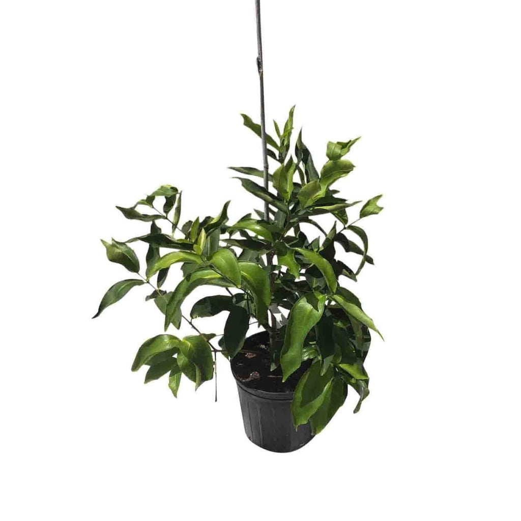 Red Wax Jambu Tree Fruit Trees 100-Carlos Tropical Fruits