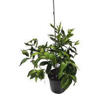 Red Wax Jambu Tree Fruit Trees 100-Carlos Tropical Fruits