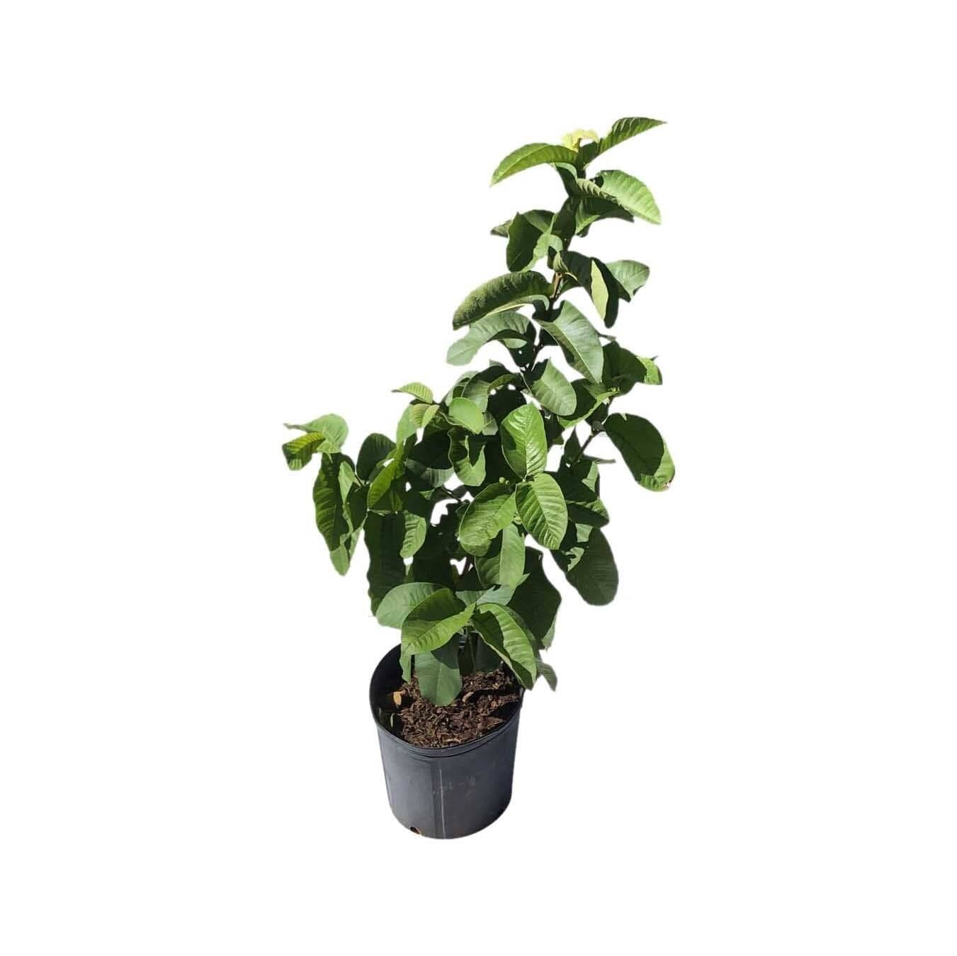 Tikal Guava Tree Pink Fruit Variety Fruit Trees 102-Zill High Performance Plants