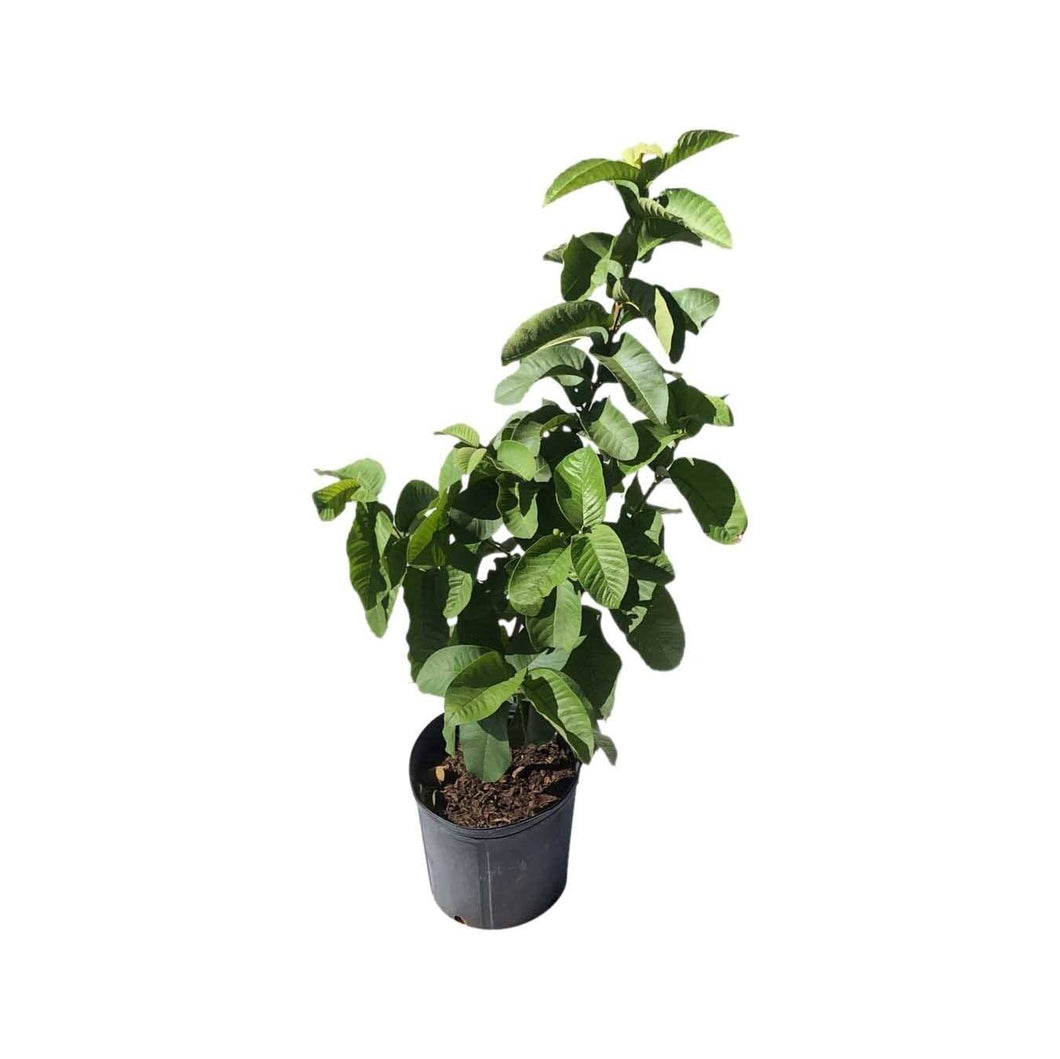 Guava Tree White Variety Grafted, 3-gal Container from Florida Fruit Trees Everglades Farm 