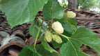White Mulberry Tree Fruit Trees 103-Pine Island Nursery