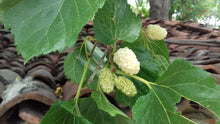 White Mulberry Tree Fruit Trees 103-Pine Island Nursery