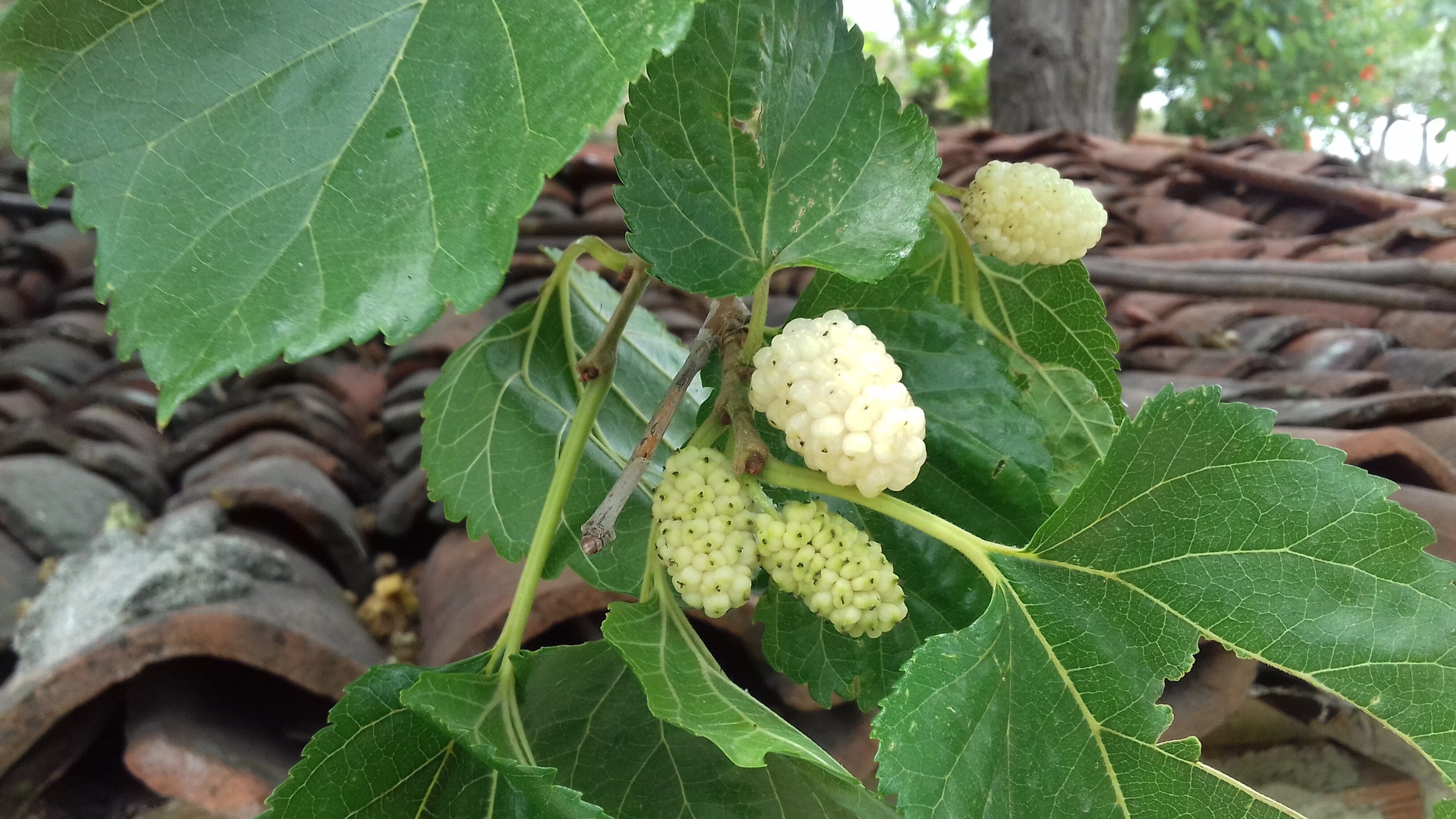 White Mulberry Tree Fruit Trees 103-Pine Island Nursery