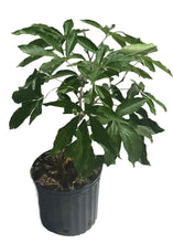 Load image into Gallery viewer, White Sapote Redlands Tree Grafted, 2 feet tall, for sale from Florida
