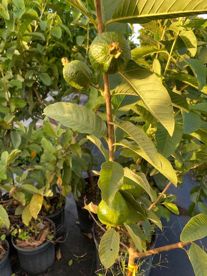 Guava Tree White Variety Grafted, 3-gal Container from Florida Fruit Trees Everglades Farm 