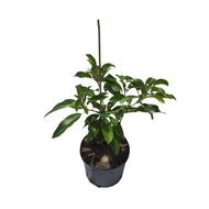 Winter Mexican Avocado Tree Cold Hardy, Grafted, 3 Gal Container from Florida