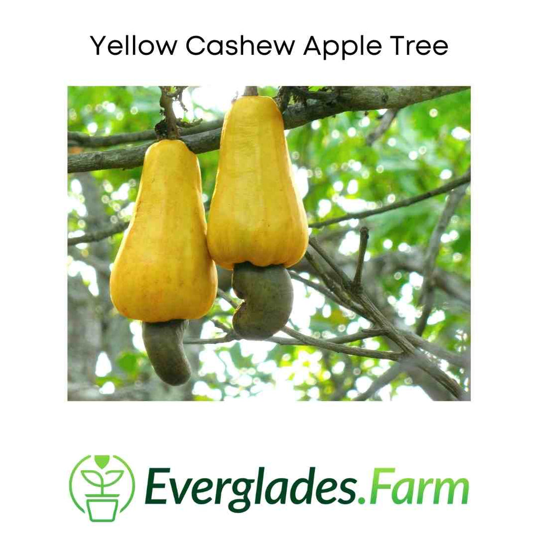 Yellow Cashew Tree Fast Growing for Sale from from Florida